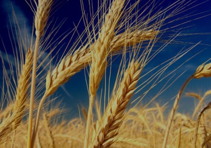 نقدی نسبت به تمامی کسانی که در به تعویق انداختن طلب گندم کاران سهیم بوده و هستند