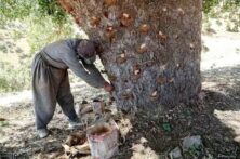 ممنوعیت برداشت سقز در استان کرمانشاه