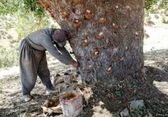ممنوعیت برداشت سقز در استان کرمانشاه