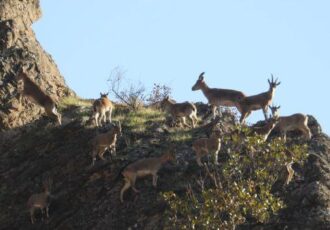 ممنوعیت شکار و تیراندازی در منطقه «لهون» پاوه