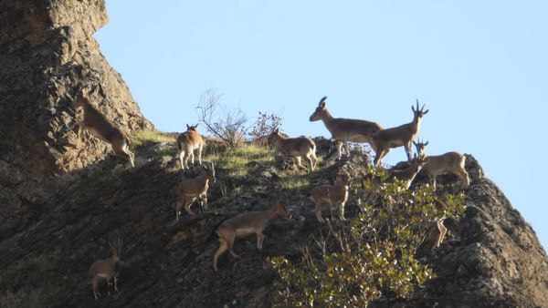 ممنوعیت شکار و تیراندازی در منطقه «لهون» پاوه